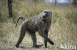 Yellow Baboon (Papio cynocephalus)