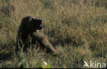 Yellow Baboon (Papio cynocephalus)