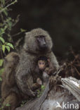 Yellow Baboon (Papio cynocephalus)