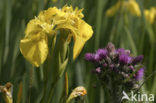 Gele lis (Iris pseudacorus)