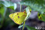 Pale Clouded Yellow (Colias hyale)