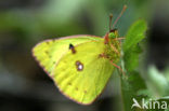 Pale Clouded Yellow (Colias hyale)