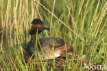 Geoorde Fuut (Podiceps nigricollis)