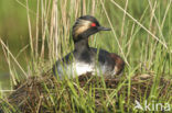 Geoorde Fuut (Podiceps nigricollis)