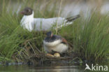 Black-necked Grebe (Podiceps nigricollis)