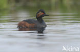 Geoorde Fuut (Podiceps nigricollis)
