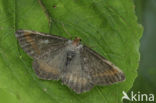 Gerimpelde spanner (Macaria liturata f. nigrofulvata)