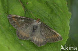 Tawny-barred Angle (Macaria liturata f. nigrofulvata)