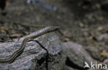 Geringde Zandslang (Chilomeniscus cinctus )