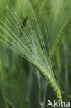 Six-row Barley (Hordeum vulgare)