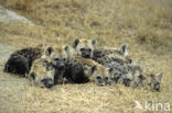 Gevlekte hyena (Crocuta crocuta)