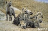 Spotted hyena (Crocuta crocuta)