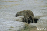 Gevlekte hyena (Crocuta crocuta)