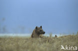 Gevlekte hyena (Crocuta crocuta)