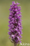 spotted Marsh-orchid (Dactylorhiza praetermissa var. junialis)