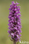 Gevlekte rietorchis (Dactylorhiza praetermissa var. junialis)