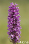 spotted Marsh-orchid (Dactylorhiza praetermissa var. junialis)