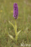 spotted Marsh-orchid (Dactylorhiza praetermissa var. junialis)