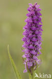 spotted Marsh-orchid (Dactylorhiza praetermissa var. junialis)