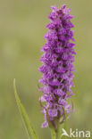 Gevlekte rietorchis (Dactylorhiza praetermissa var. junialis)