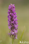 spotted Marsh-orchid (Dactylorhiza praetermissa var. junialis)