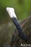 Geweizwam (Xylaria hypoxylon)