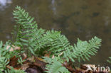 Common Polypody (Polypodium vulgare)