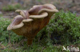 Brown Rollrim (Paxillus involutus)