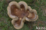 Brown Rollrim (Paxillus involutus)