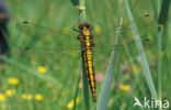 Black-tailed Skimmer (Orthetrum cancellatum)