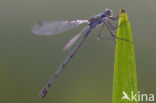 Emerald Damselfly (Lestes sponsa)