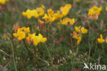 Gewone rolklaver (Lotus corniculatus var. corniculatus)