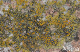 sea lichen (Caloplaca maritima)