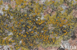 Gewone zeecitroenkorst (Caloplaca maritima)