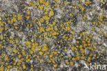 Gewone zeecitroenkorst (Caloplaca maritima)