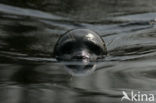 Gewone zeehond (Phoca vitulina) 