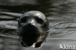 Gewone zeehond (Phoca vitulina) 