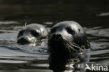 Gewone zeehond (Phoca vitulina) 