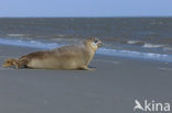 Common Seal (Phoca vitulina)