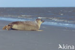 Gewone zeehond (Phoca vitulina) 