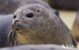 Gewone zeehond (Phoca vitulina) 