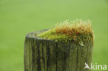 Rough-stalked Feather-moss (Brachythecium rutabulum)