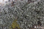 Sea Ivory (Ramalina siliquosa)