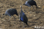 Vulturine Guineafowl (Acryllium vulturinum)