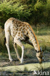 Giraffe (Giraffa camelopardalis)