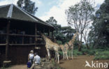 Giraffe (Giraffa camelopardalis spec.)