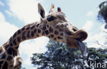 Giraffe (Giraffa camelopardalis spec.)