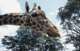 Giraffe (Giraffa camelopardalis spec.)