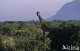 Reticulated Giraffe (Giraffa camelopardalis reticulata)