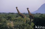 Reticulated Giraffe (Giraffa camelopardalis reticulata)